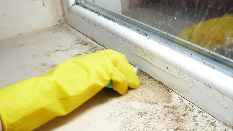 Why You Should Choose Our Mold Remediation Services in Inkerman, PA